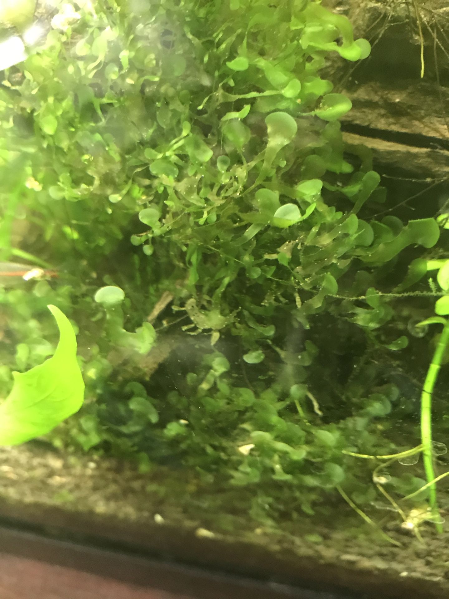Round Pellia (Susswassertang)