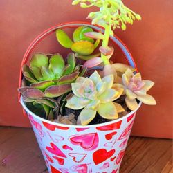 Valentines Day Succulent Arrangement 
