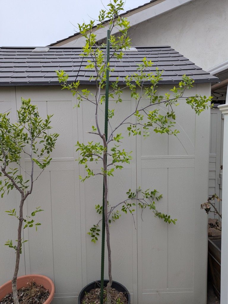 Sugar Cane Jujube Tree for Sale in Lake Forest, CA - OfferUp
