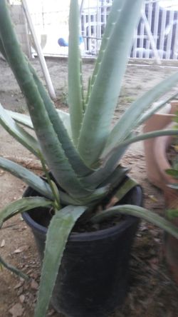 Aloe vera plant