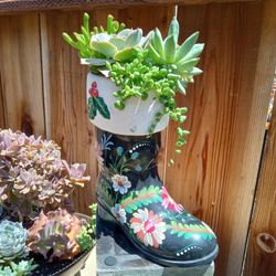 Succulent Arrangements 