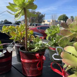 Valentine’s Day Plants 