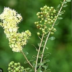 Henna Plant In 3gal Big Ones 