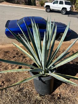 Agave