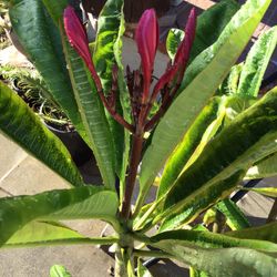 Plumeria 