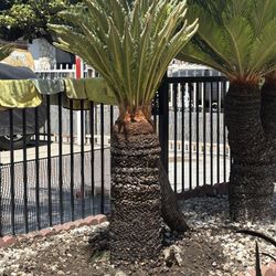 Sago Palm 