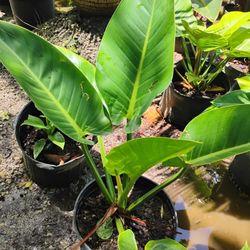 On Sale‼️Green Congo7gl💚$25