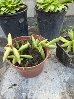 Succulent