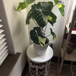 Plant With plant Stand