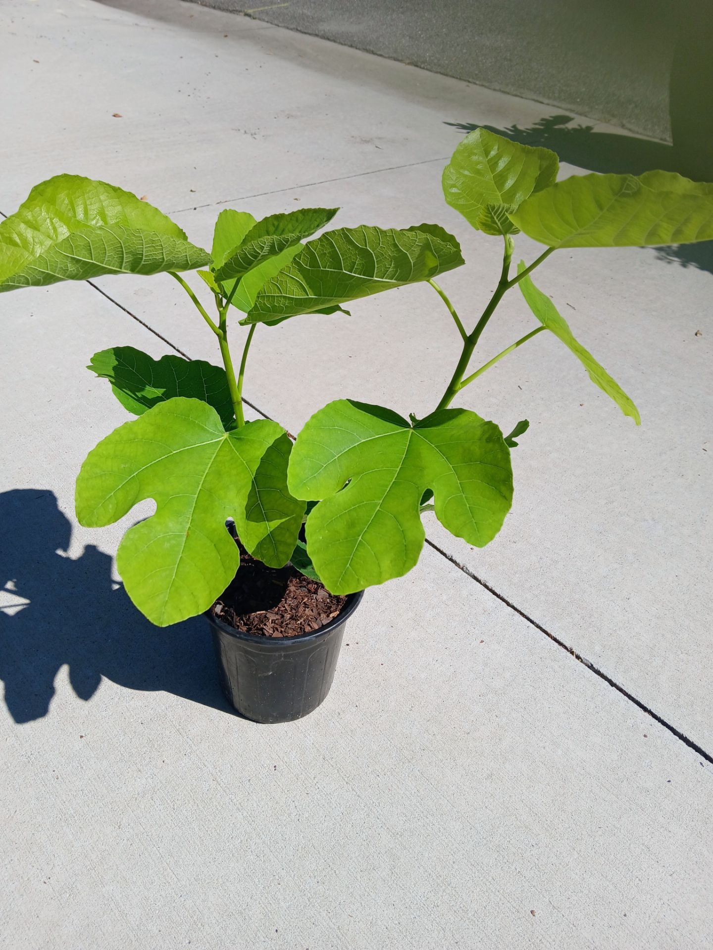 LSU Tiger Fig Tree