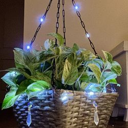 Live Marble Queen Pothos In Decorative Hanging Basket With Pendant Crystals And Fairy Lights 