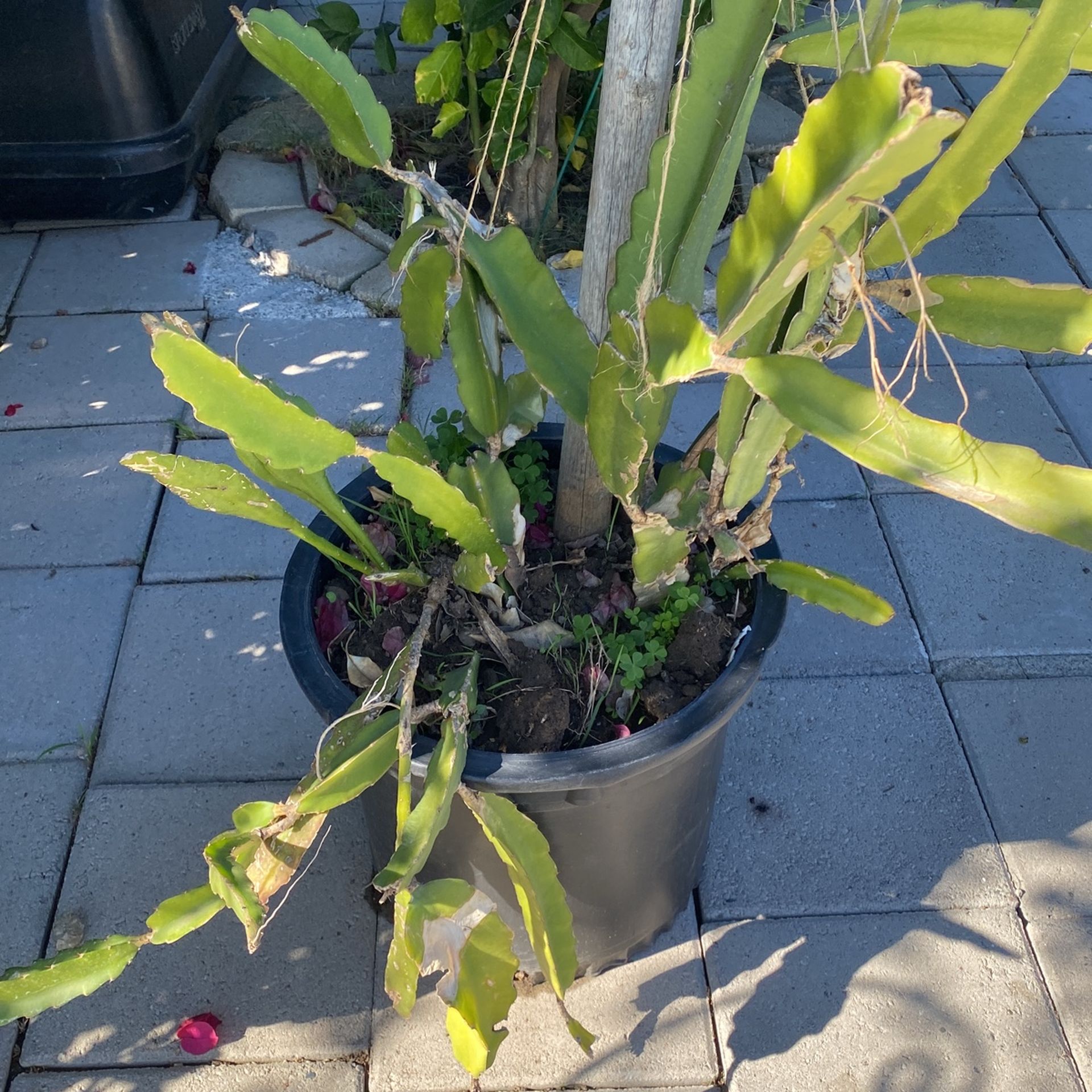 Dragon Fruit Plant