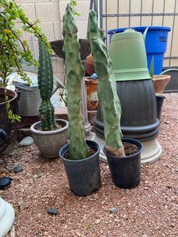 TOTEM POLE CACTUS