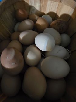 Eggs