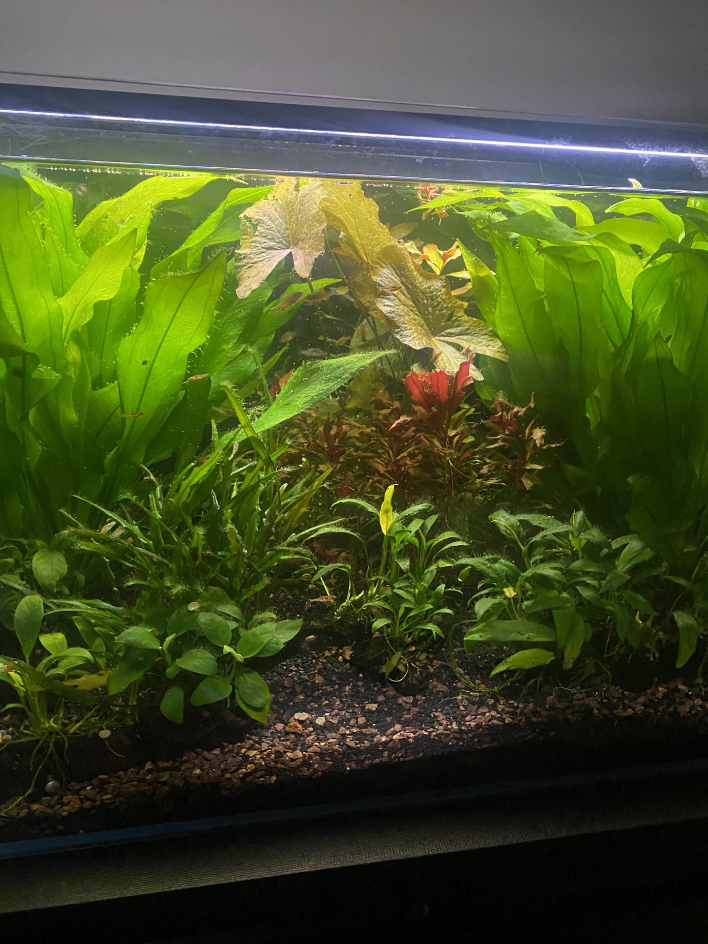 Aquariums  With Plants And Equipment For Sale