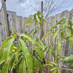 Mango trees