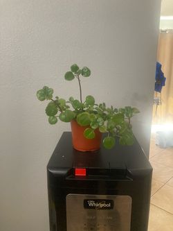 Swedish Ivy plant
