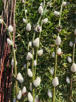 Artificial Flowers - Pussy willow