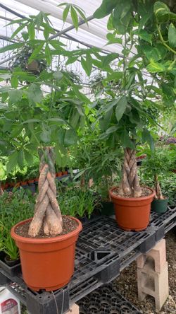 16” Money tree