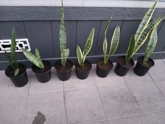 Snake Plants