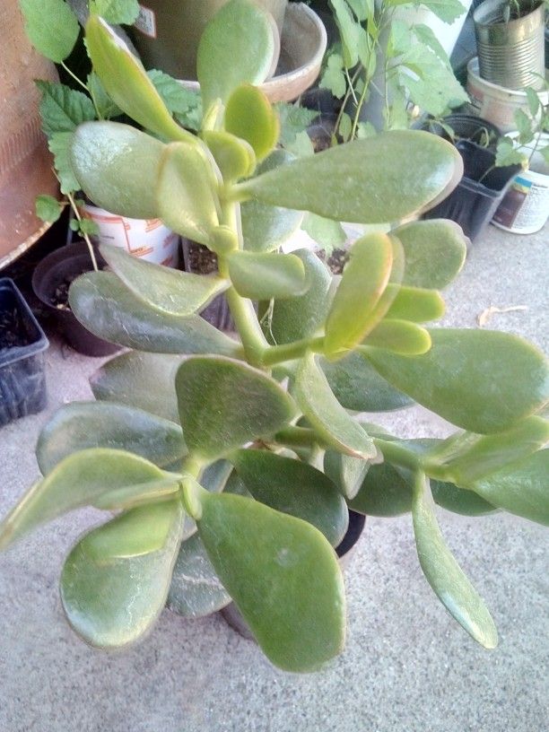 Plant Jade
