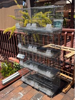 Bird Cage