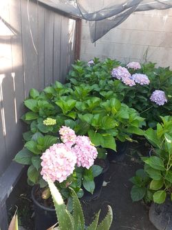 Hortensia