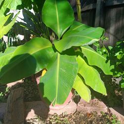 Dwarf Cavandish Banana Plant 