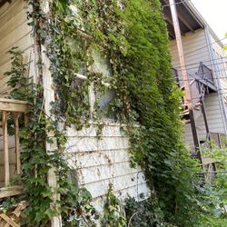 vine removal or any sort of work 