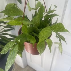 Hoya Fishtail Plants