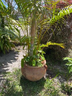 Areca Palm 72”H in A Pot $50 Firm on Price