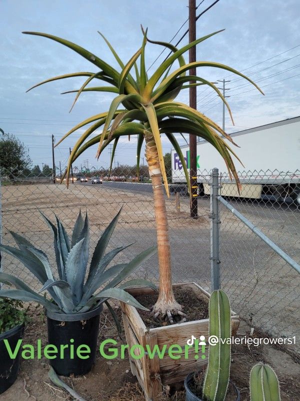 Aloe Bainesii