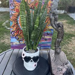 Very Healthy Snake Plant In Beautiful Skull Vase Special Gift For Holloween 