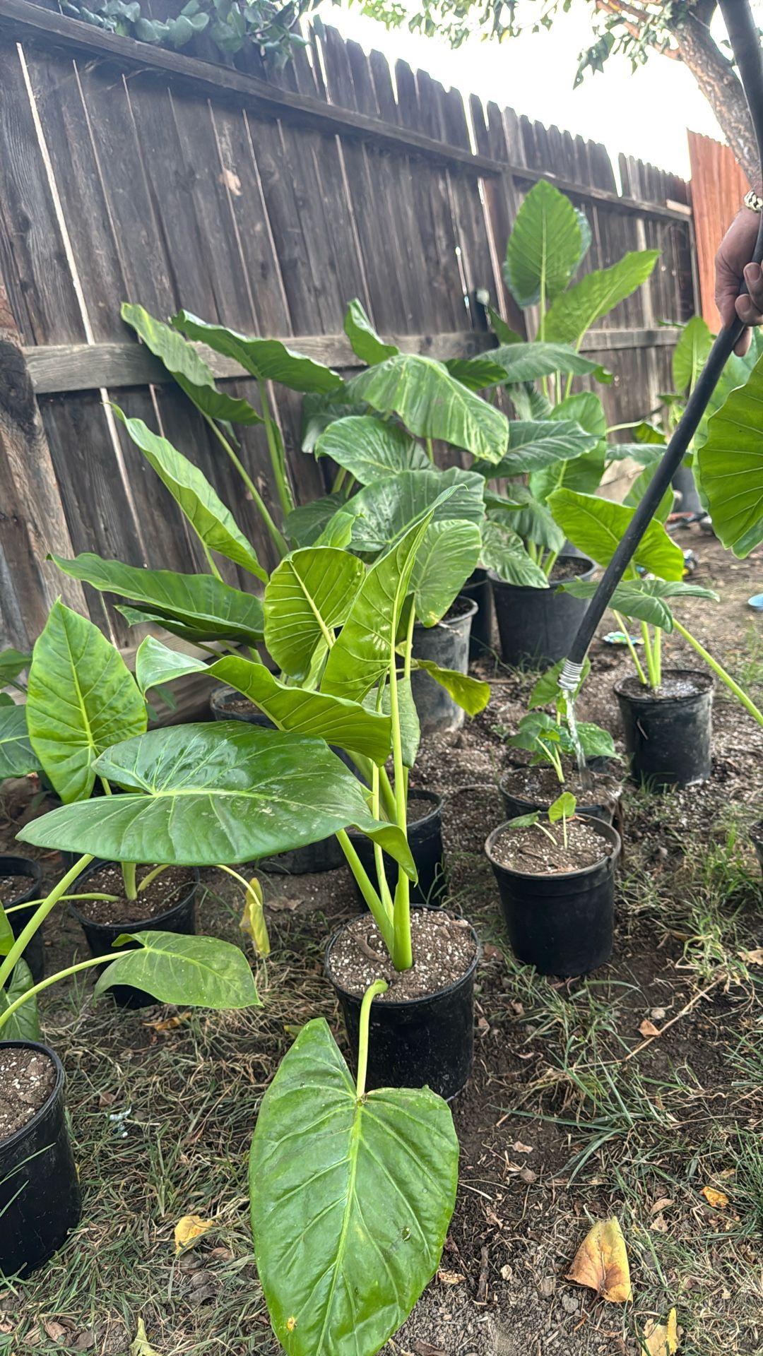 BEAUTIFUL elephant Ear Plant Many Prices