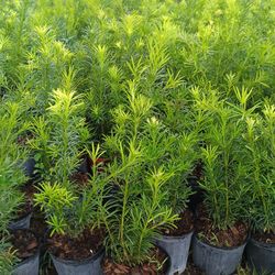 🪴🪴 PODOCARPUS PRIVACY HEDGE PLANTS 3GL $6