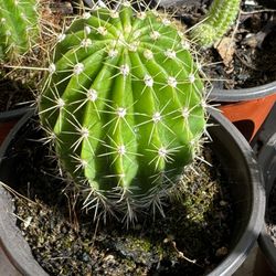 Cactus And Succulents 4”pot 