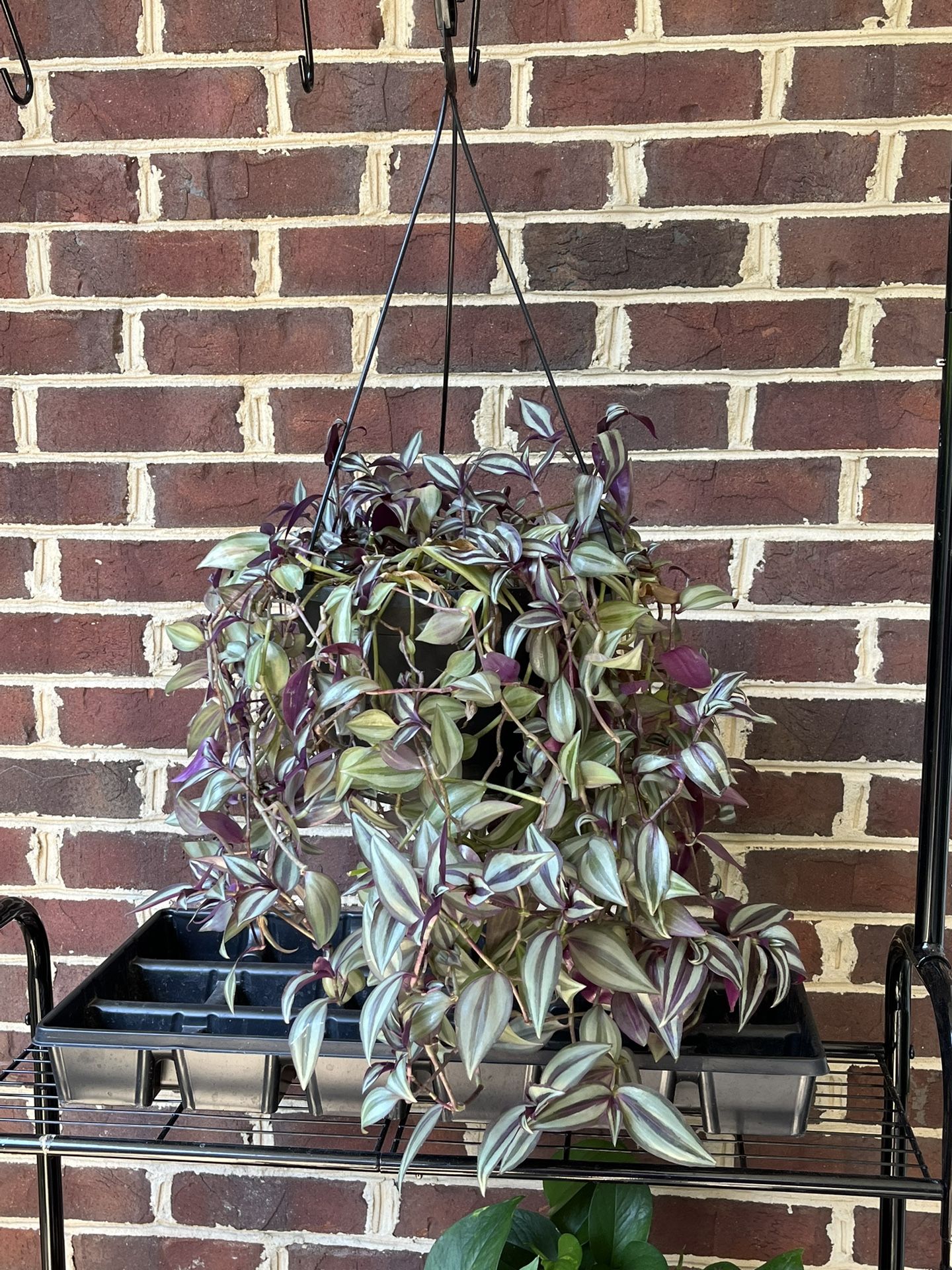Large Tradescantia Zebrina Hanging Baskets