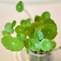 Pennywort water plant