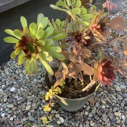 Mix Succulents 