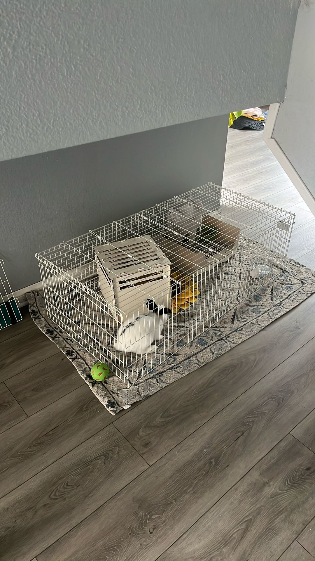 C&C Cage For Guinea Pig Or Dwarf Bunny/rabbit