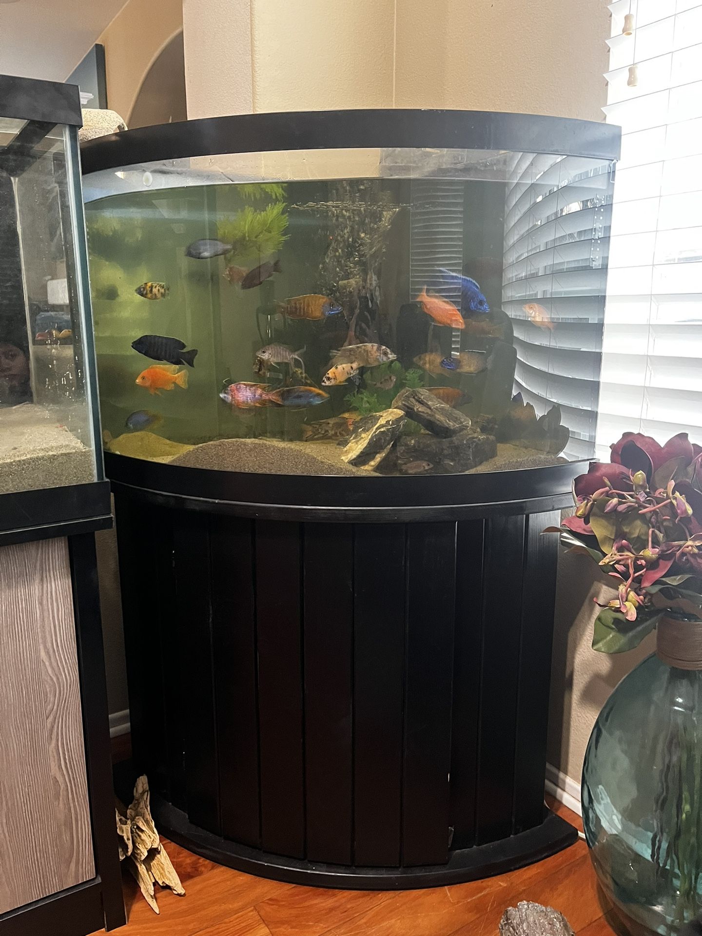 50 Gallon Bow front Corner Tank