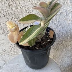 1 Gallon Pot Succulent Plant - Tradescantia Sillamontana - White Velvet Wandering Dude - Rooted & Established Plant - Drought Resistant 🪴