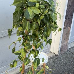 Huge Philodendron Brazil