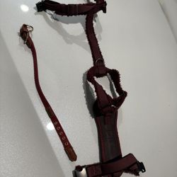 Dogs Small Collar And Harness