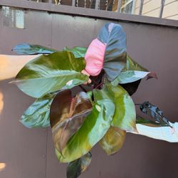 6” big pink princess philodendron 