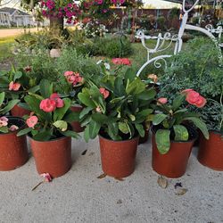 Crown of Thorns Plants ARRIVE, BEAUTIFUL AND HEALTHY. $11 EACH