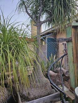 Beaucarnea Recurvata 