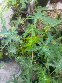 Papaya tree