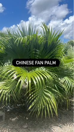 🌴 Chinese Fan Palm