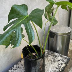 Monstera